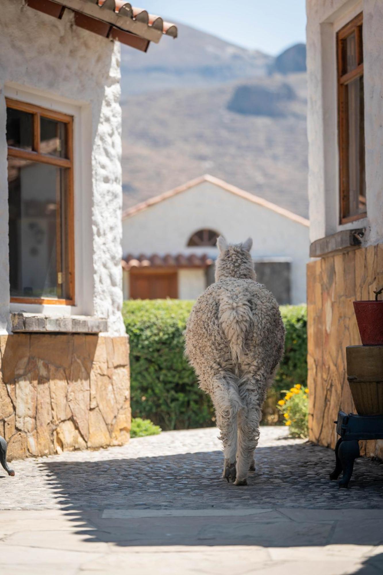 Casona Plaza Ecolodge Colca Yanque エクステリア 写真